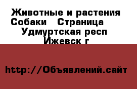 Животные и растения Собаки - Страница 10 . Удмуртская респ.,Ижевск г.